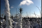Winterwald 2013