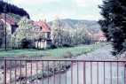 Auf der Weide Else (Foto:Smlg. Böhm)